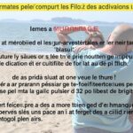 Météo à Marmande : Prévisions et conseils pour organiser vos activités en plein air